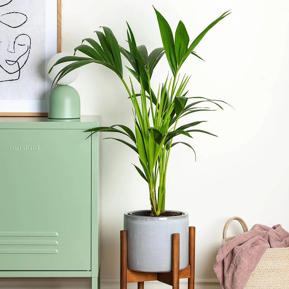 Palmier Kentia (Howea Forsteriana) - 80 cm