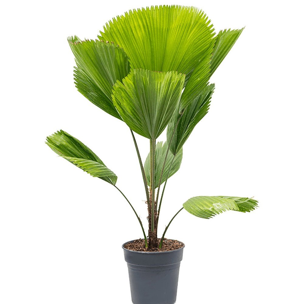 Palmier Ventalis Licuala Grandis - 140 cm