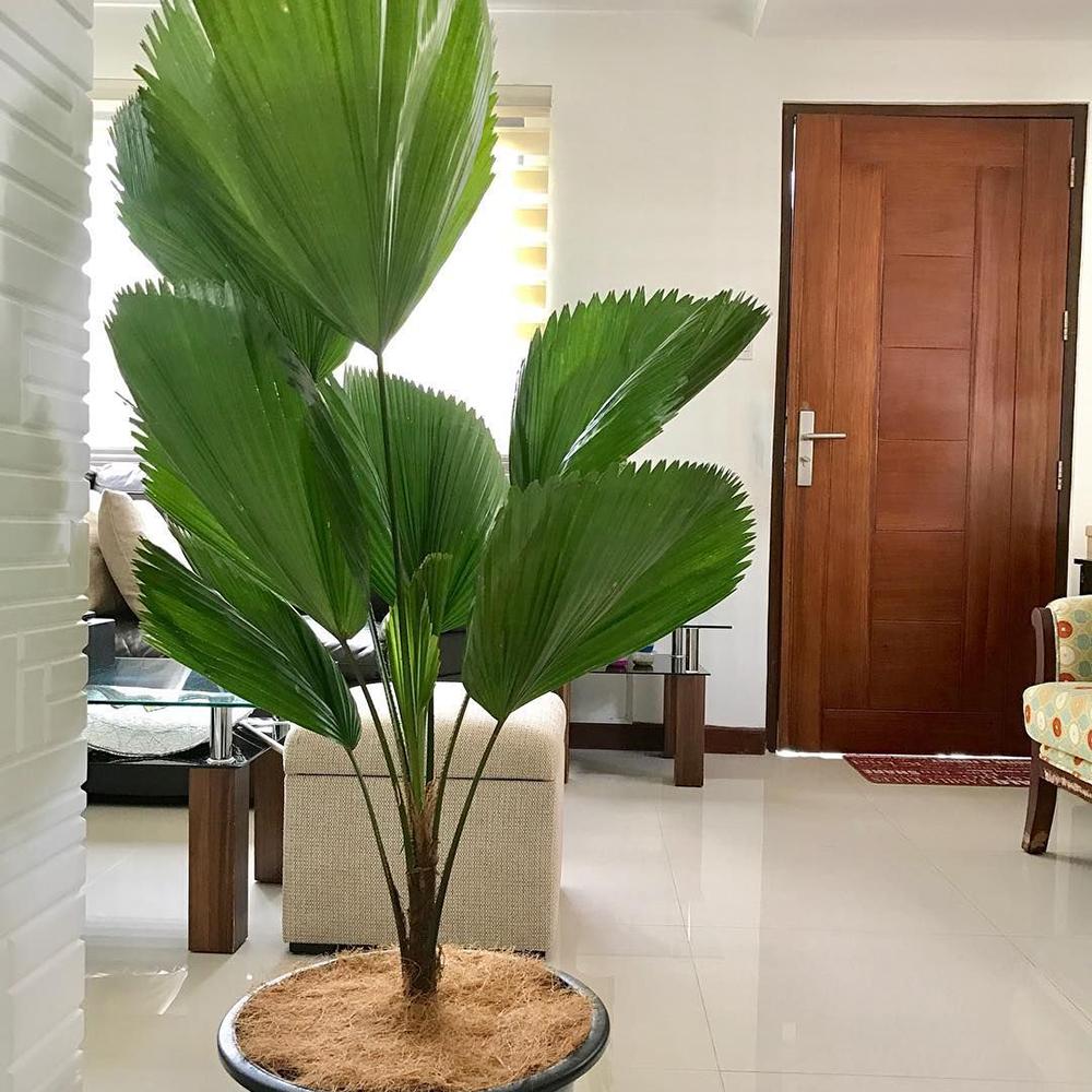 Palmier Ventalis Licuala Grandis - 140 cm