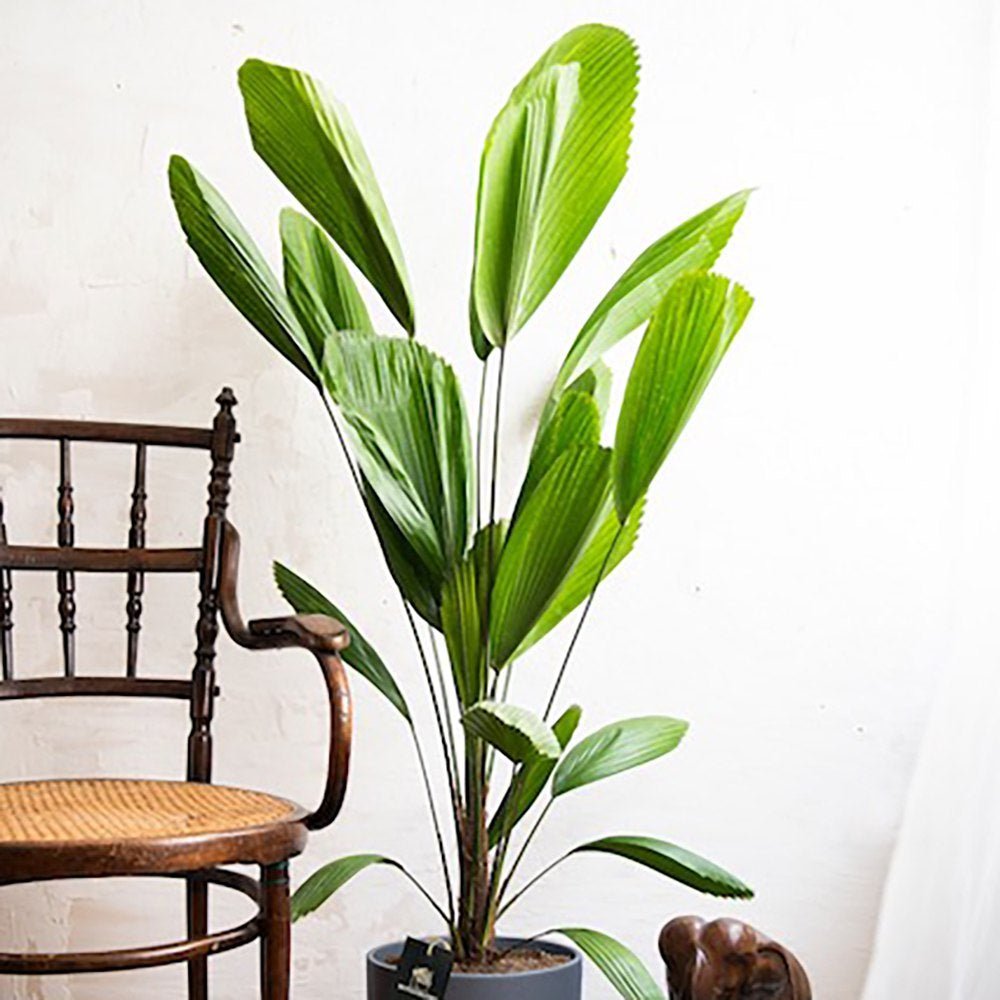 Palmier Ventalis Licuala Grandis - 140 cm