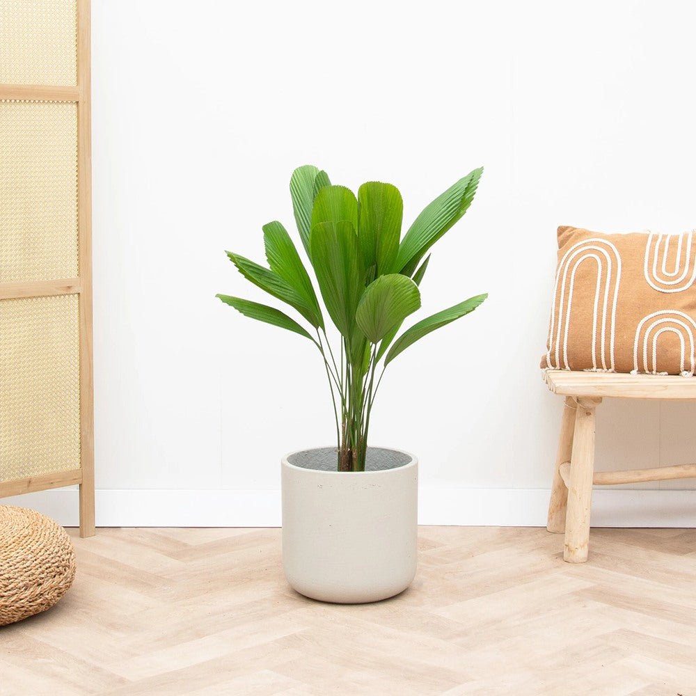 Palmier Ventalis Licuala Grandis - 140 cm