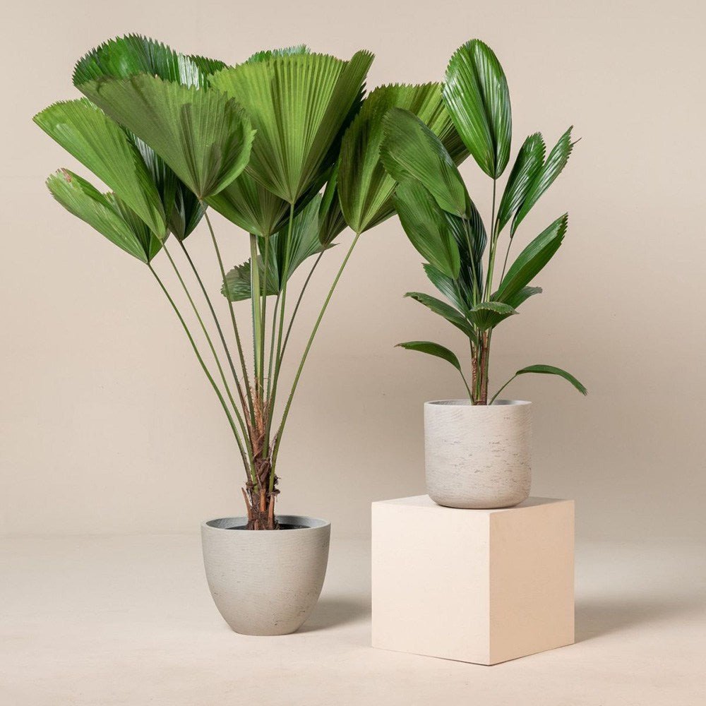 Palmier Ventalis Licuala Grandis - 140 cm