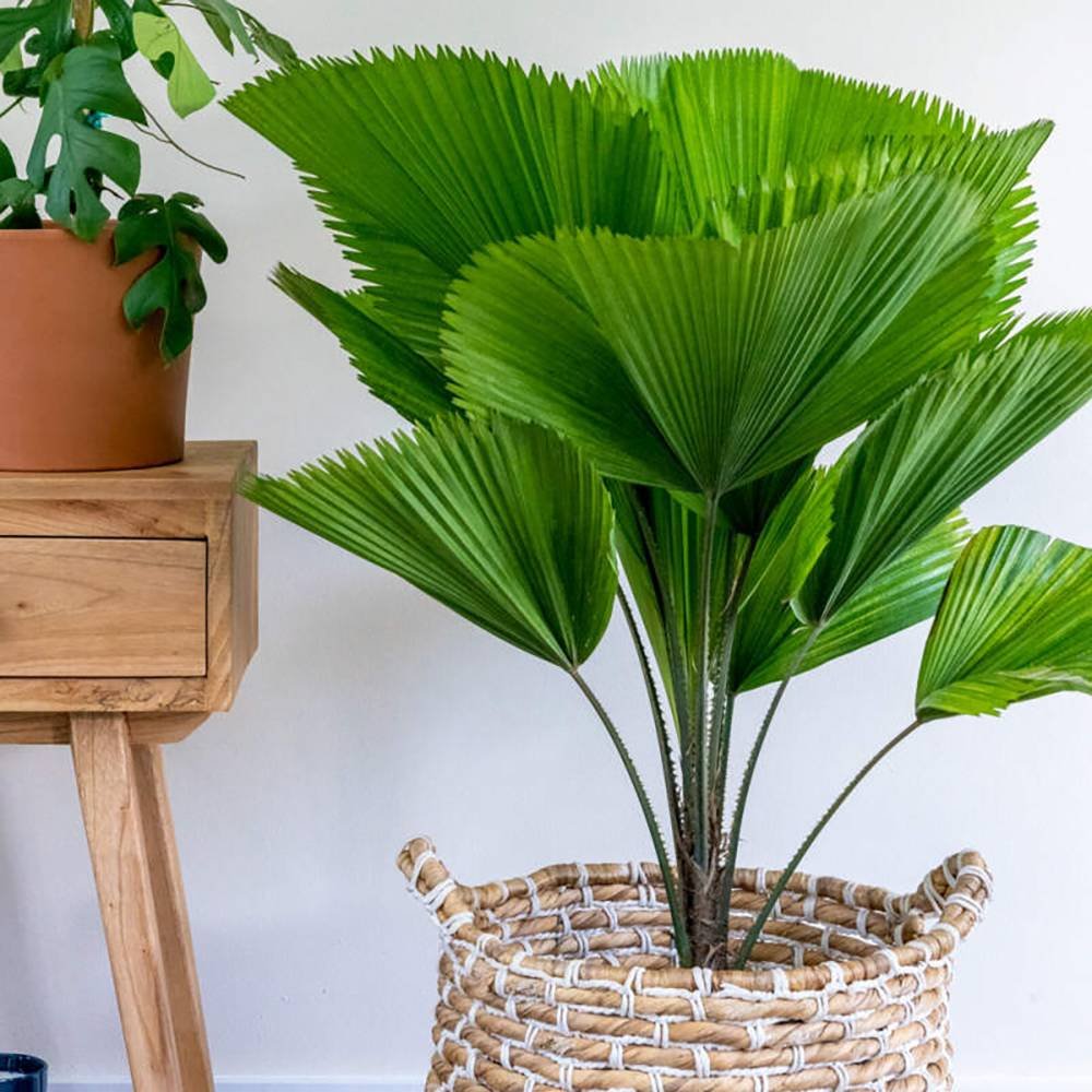 Palmier Ventalis Licuala Grandis - 140 cm