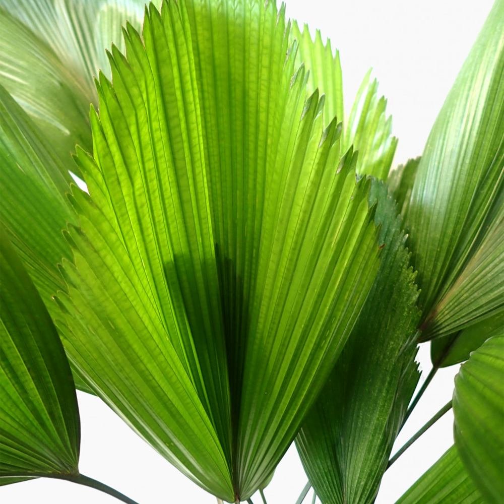 Palmier Ventalis Licuala Grandis - 140 cm