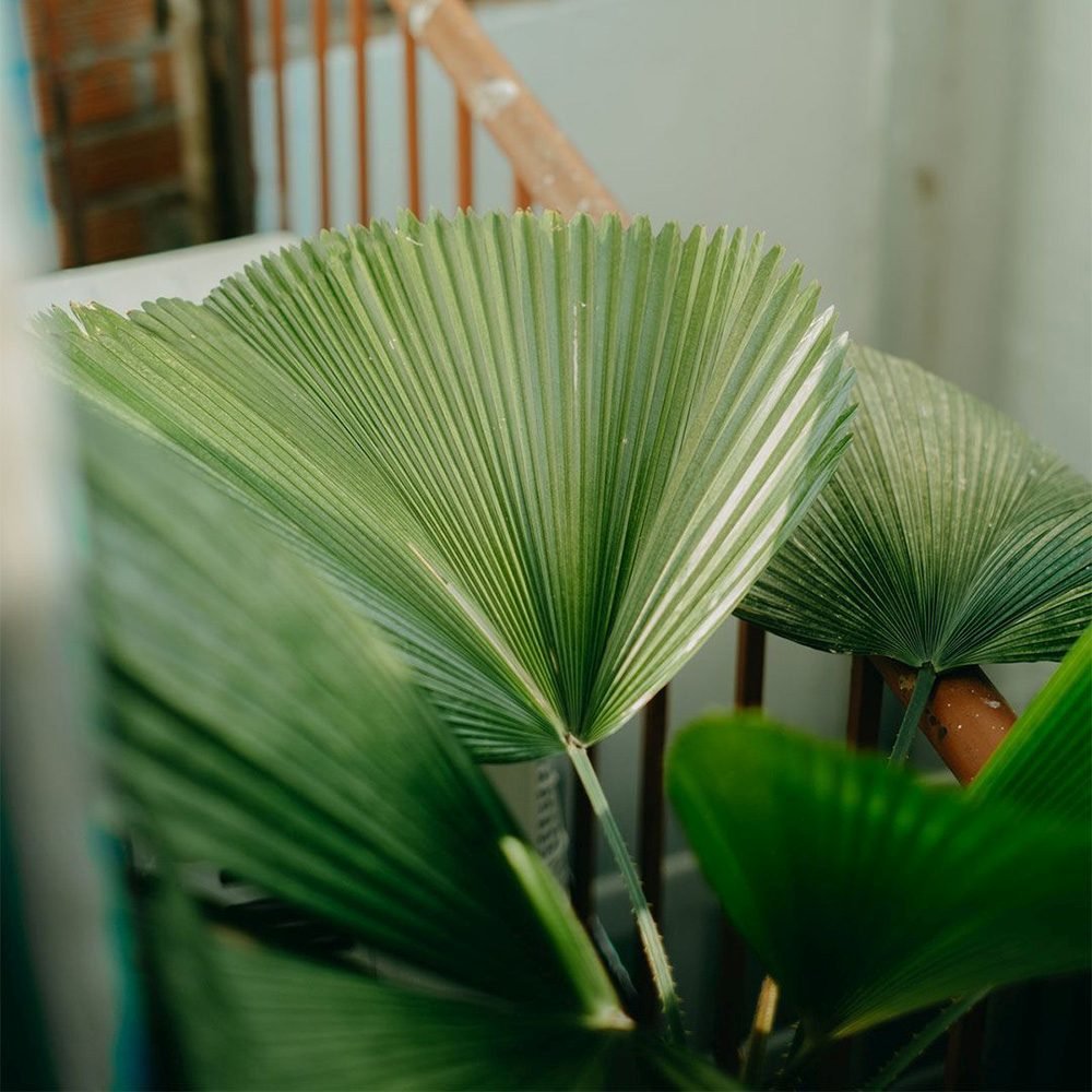 Palmier Ventalis Licuala Grandis - 140 cm