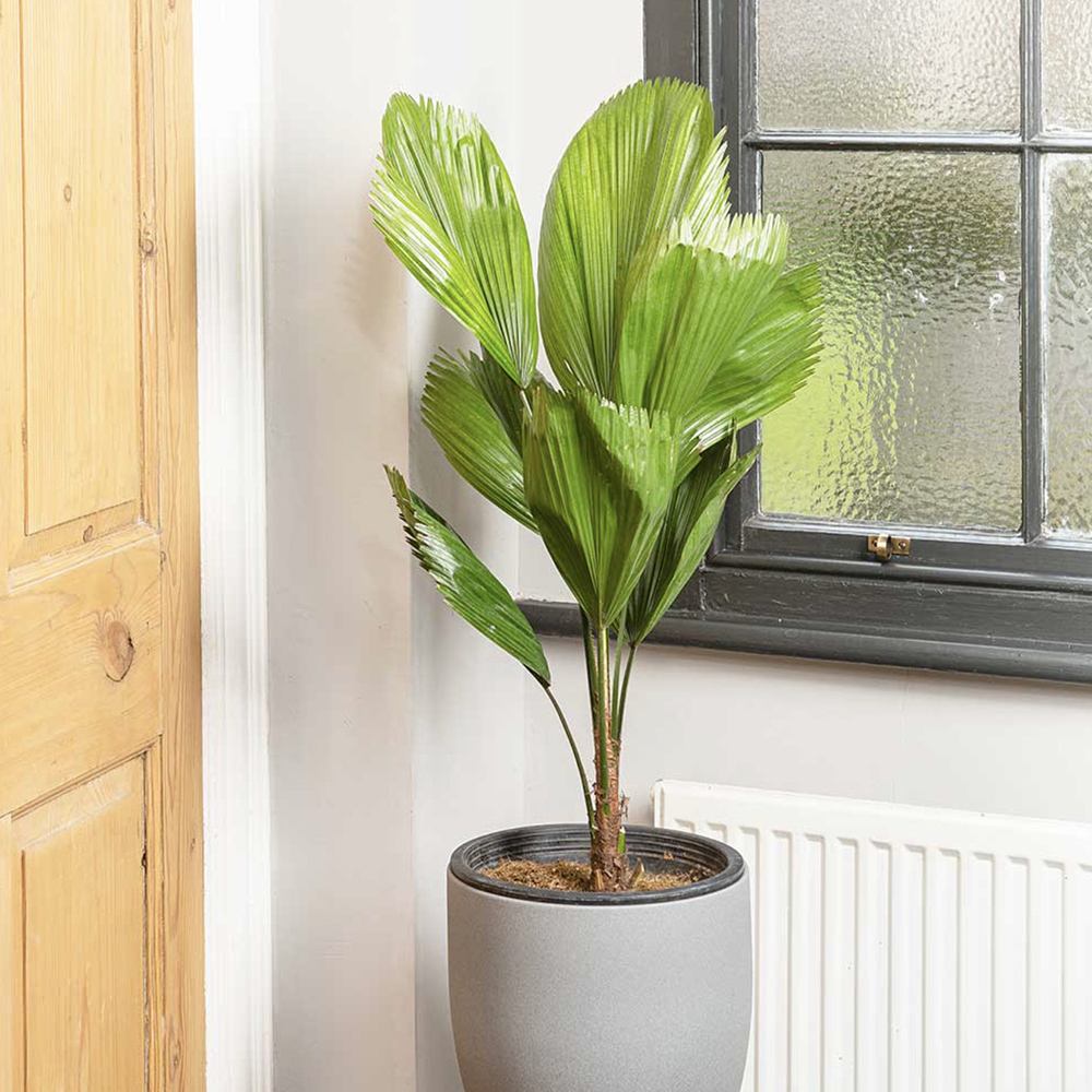 Palmier Ventalis Licuala Grandis - 140 cm