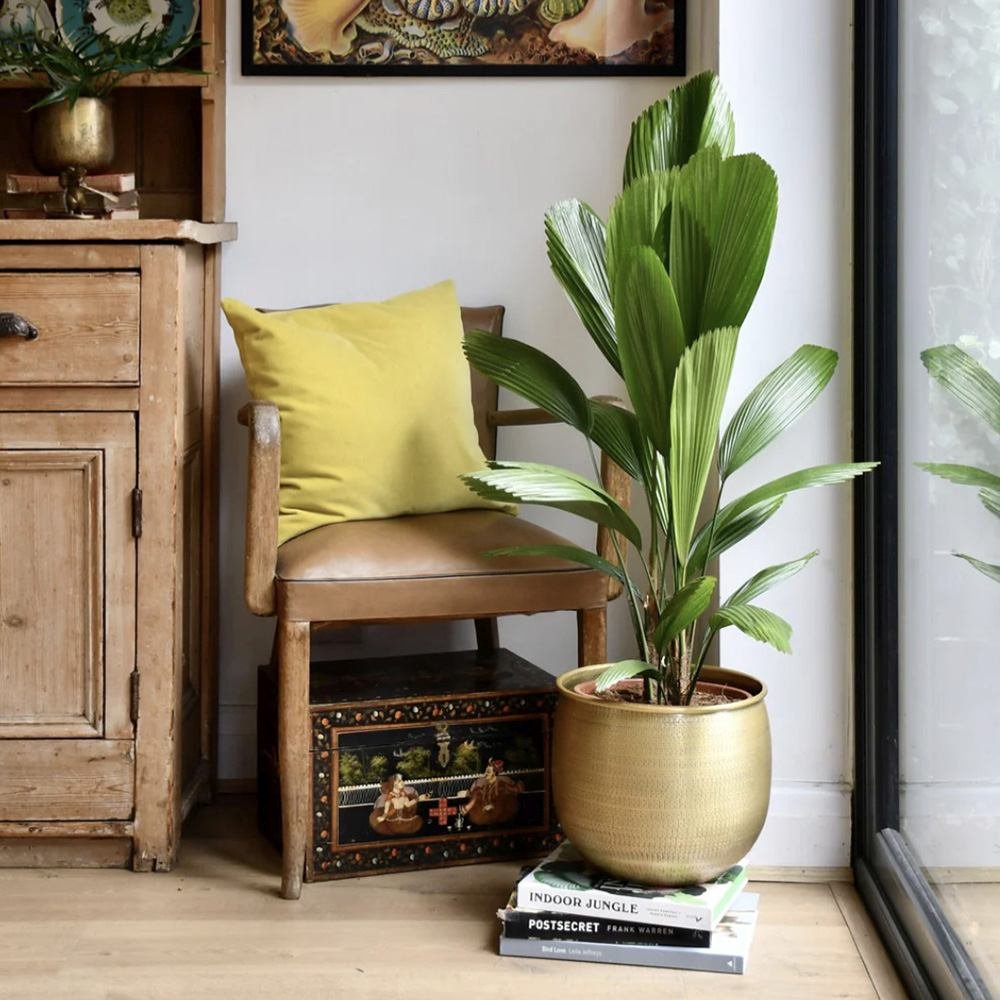 Palmier Ventalis Licuala Grandis - 140 cm