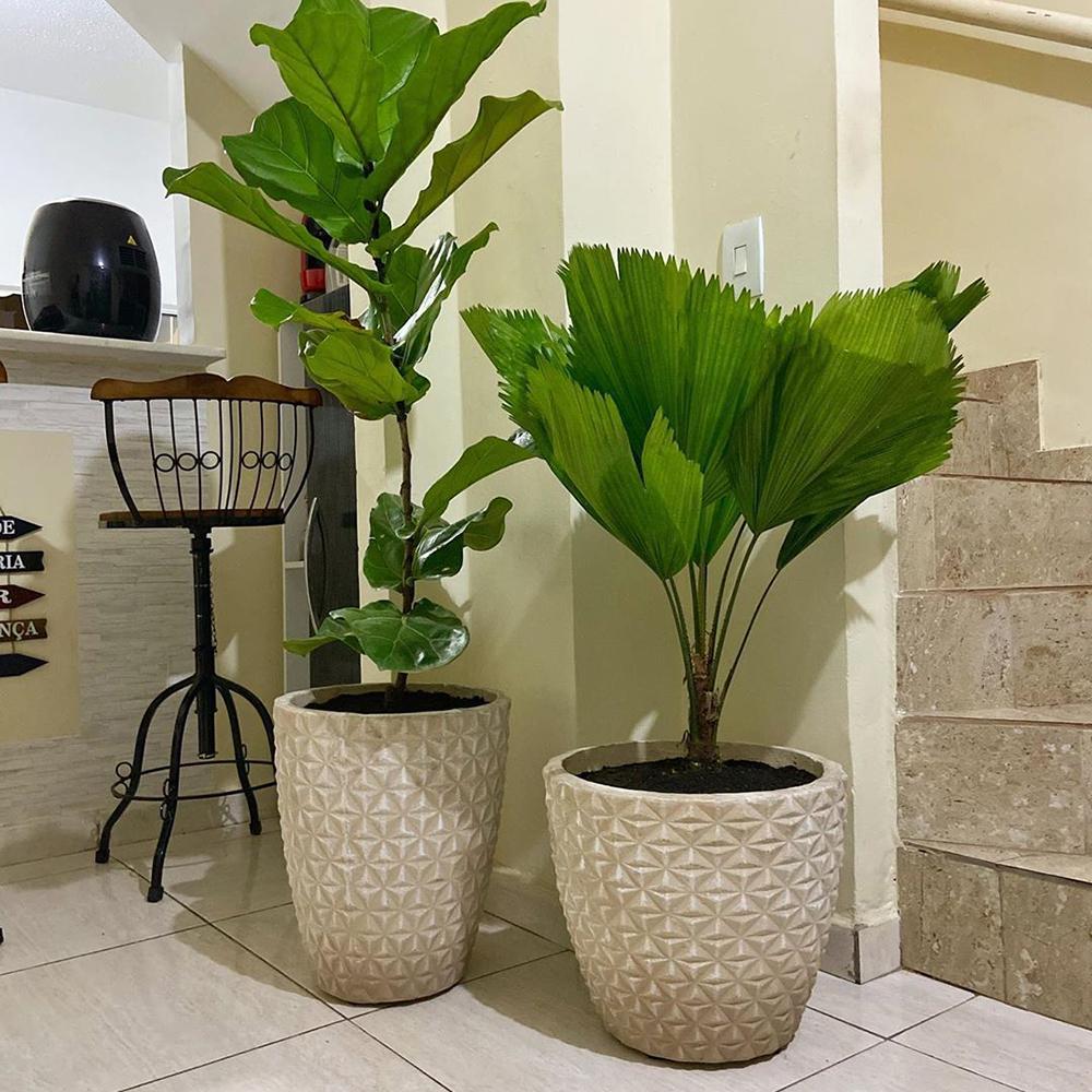 Palmier Ventalis Licuala Grandis - 140 cm