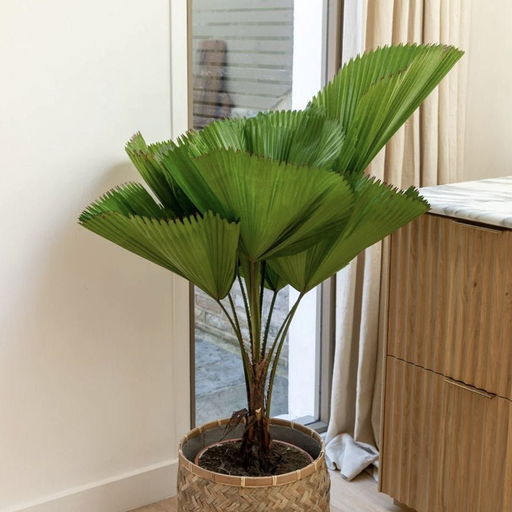 Palmier Ventalis Licuala Grandis - 140 cm