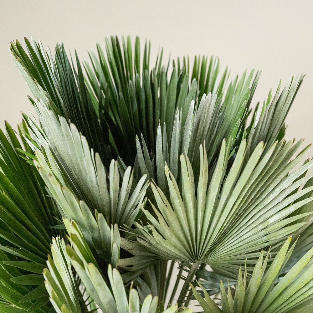 Palmier Mediteraneean Volcano