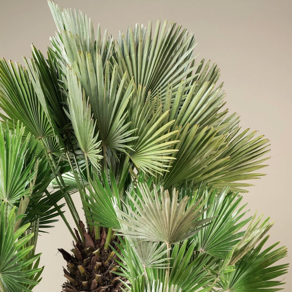 Palmier Mediteraneean Volcano