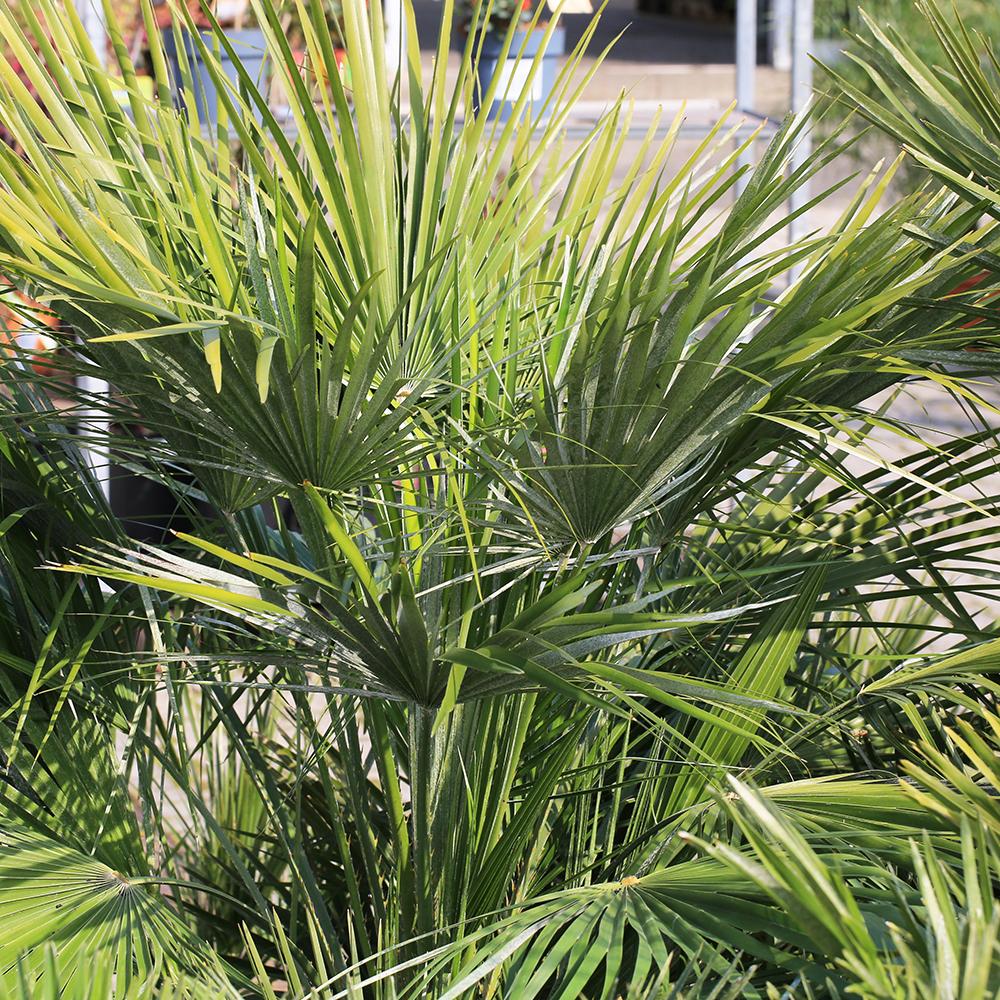 Palmier Mediteraneean Volcano