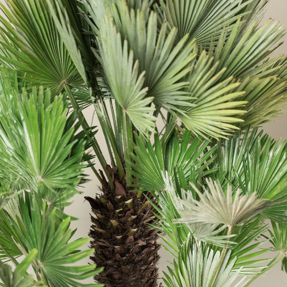 Palmier Mediteraneean Volcano