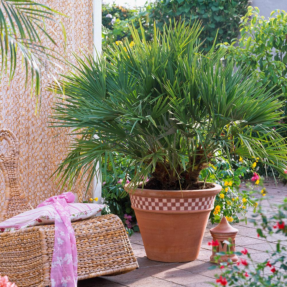 Palmier Mediteraneean Volcano