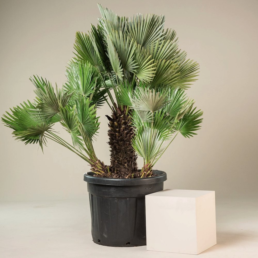 Palmier Mediteraneean Volcano