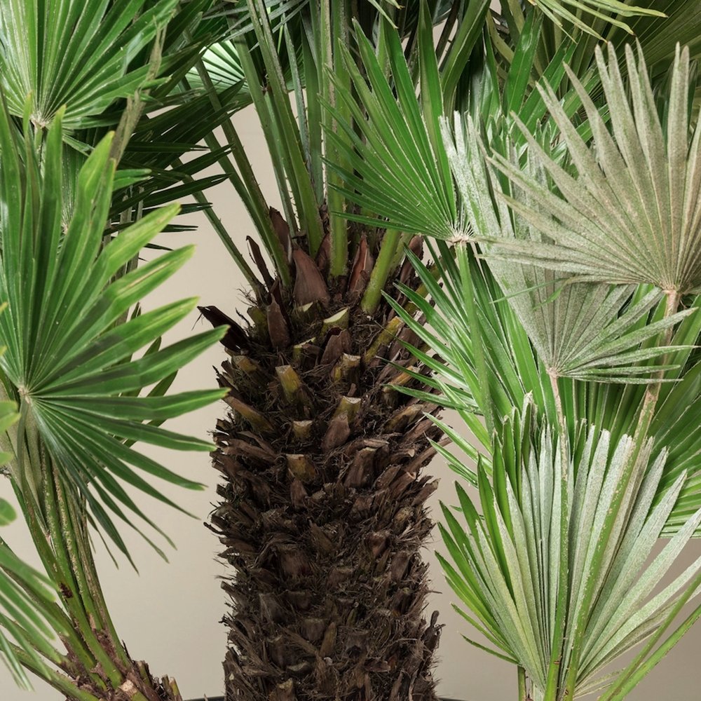 Palmier Mediteraneean Volcano