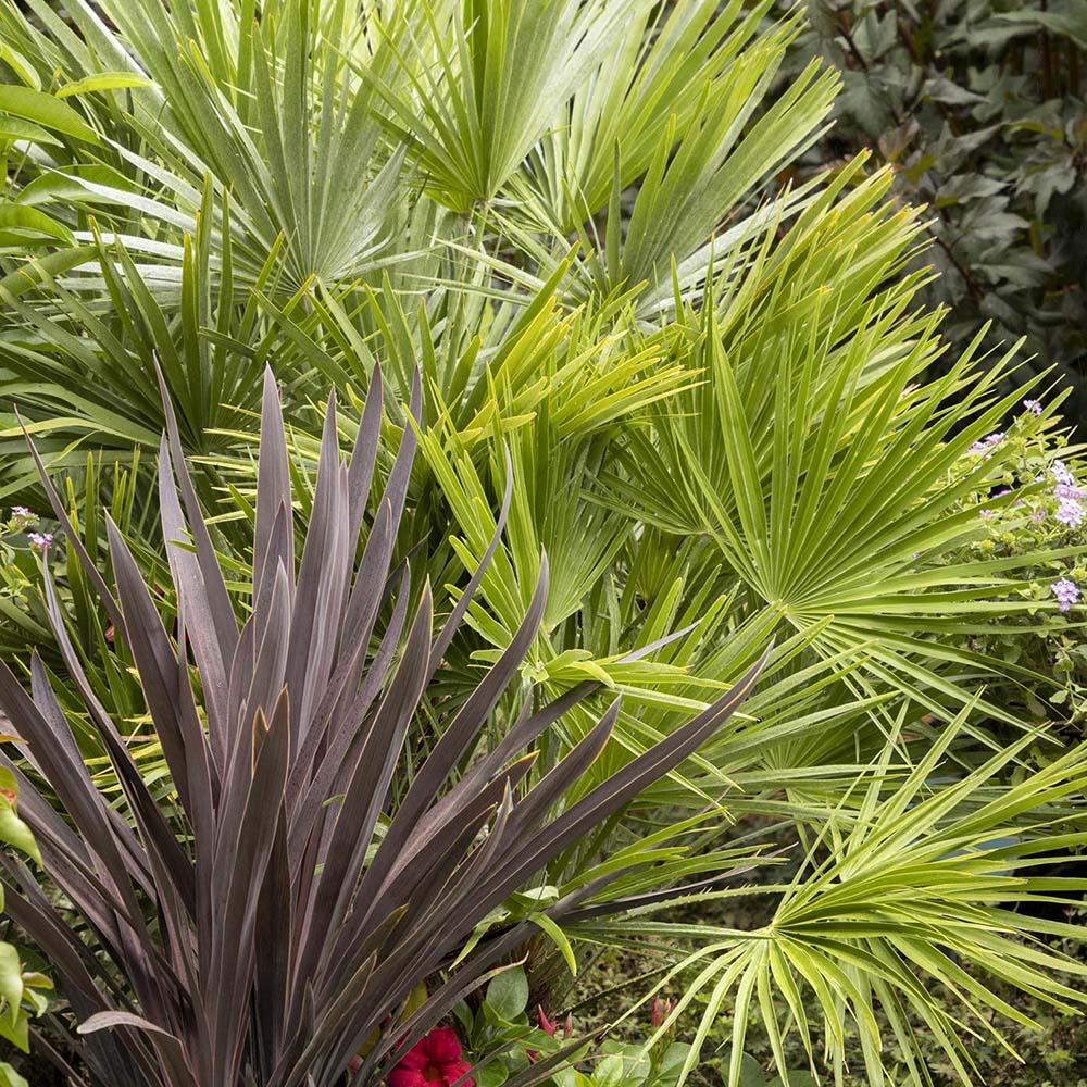 Palmier Mediteraneean Volcano