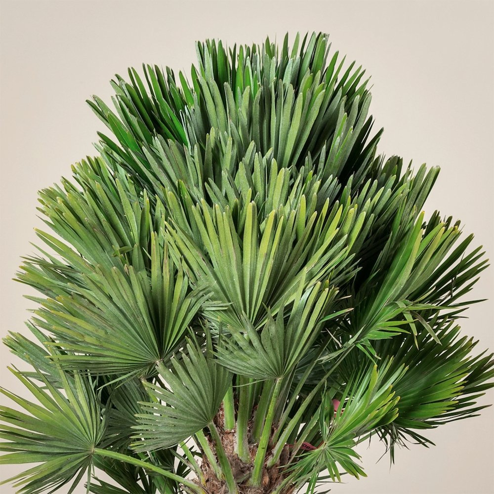 Palmier Mediteraneean Volcano