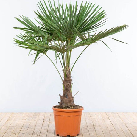 Palmier Morisca Trachycarpus Fortunei (Tulpina 30 cm) - 120 cm - VERDENA-Tulpina de 30 cm inaltime, livrat in ghiveci de 30 l