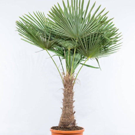 Palmier Morisca Trachycarpus Fortunei (Tulpina 40/50 cm) - 170 cm - VERDENA-170 cm inaltime, livrat in ghiveci de 12.5 l, livrare pe palet