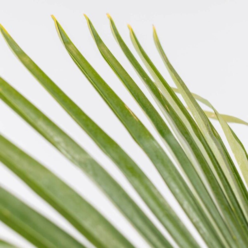 Palmier Morisca Trachycarpus Fortunei (Tulpina 50 cm) - 140-160 cm