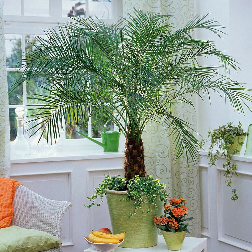 Palmier Curmal Pitic de apartament (Phoenix Roebelenii)