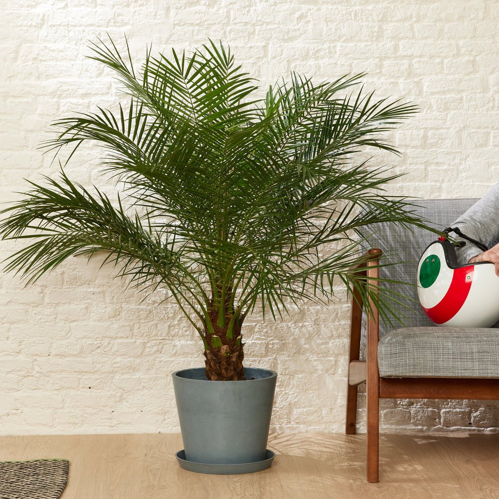 Palmier Curmal Pitic de apartament (Phoenix Roebelenii)