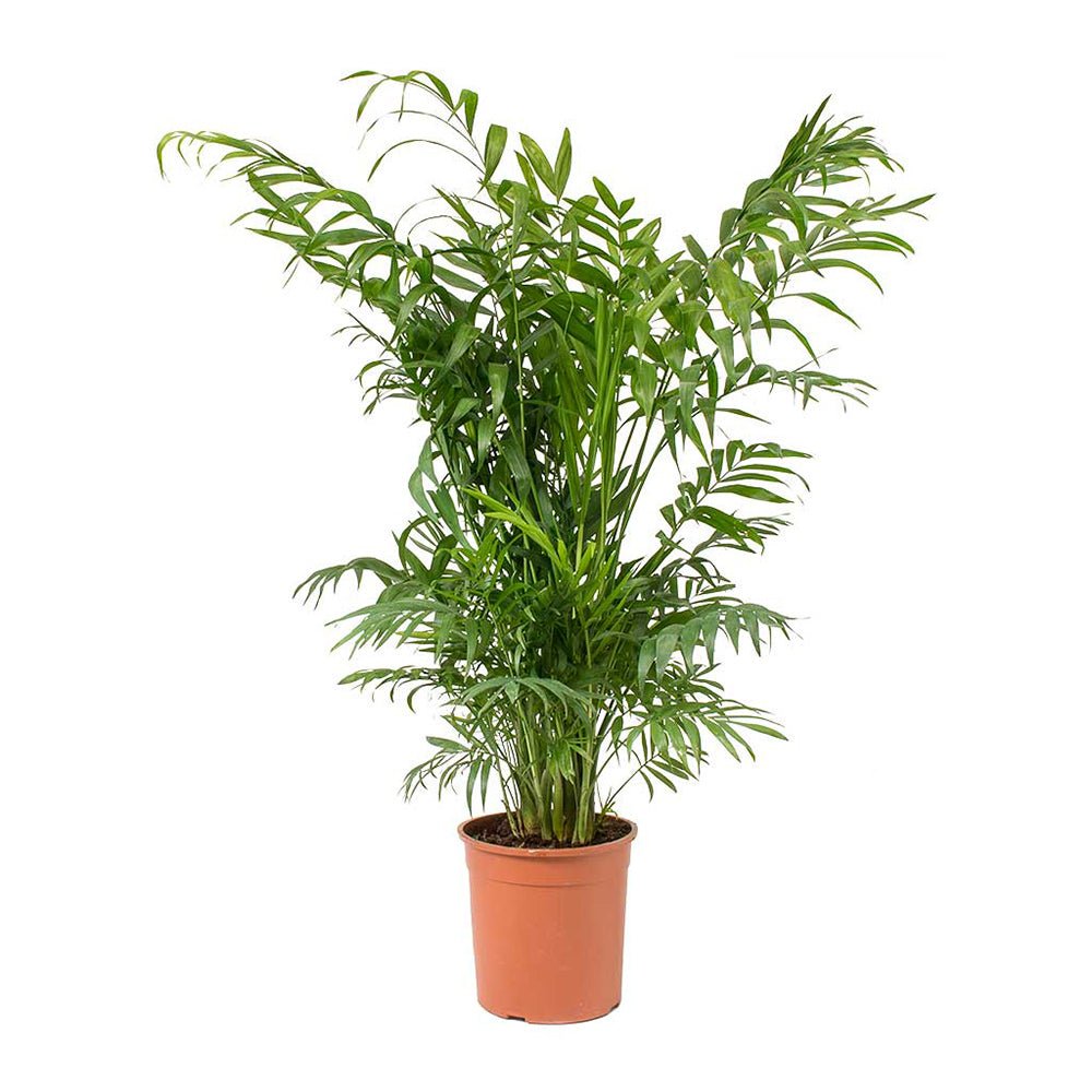 Palmier Pitic (Chamaedorea Elegans) - 100 cm