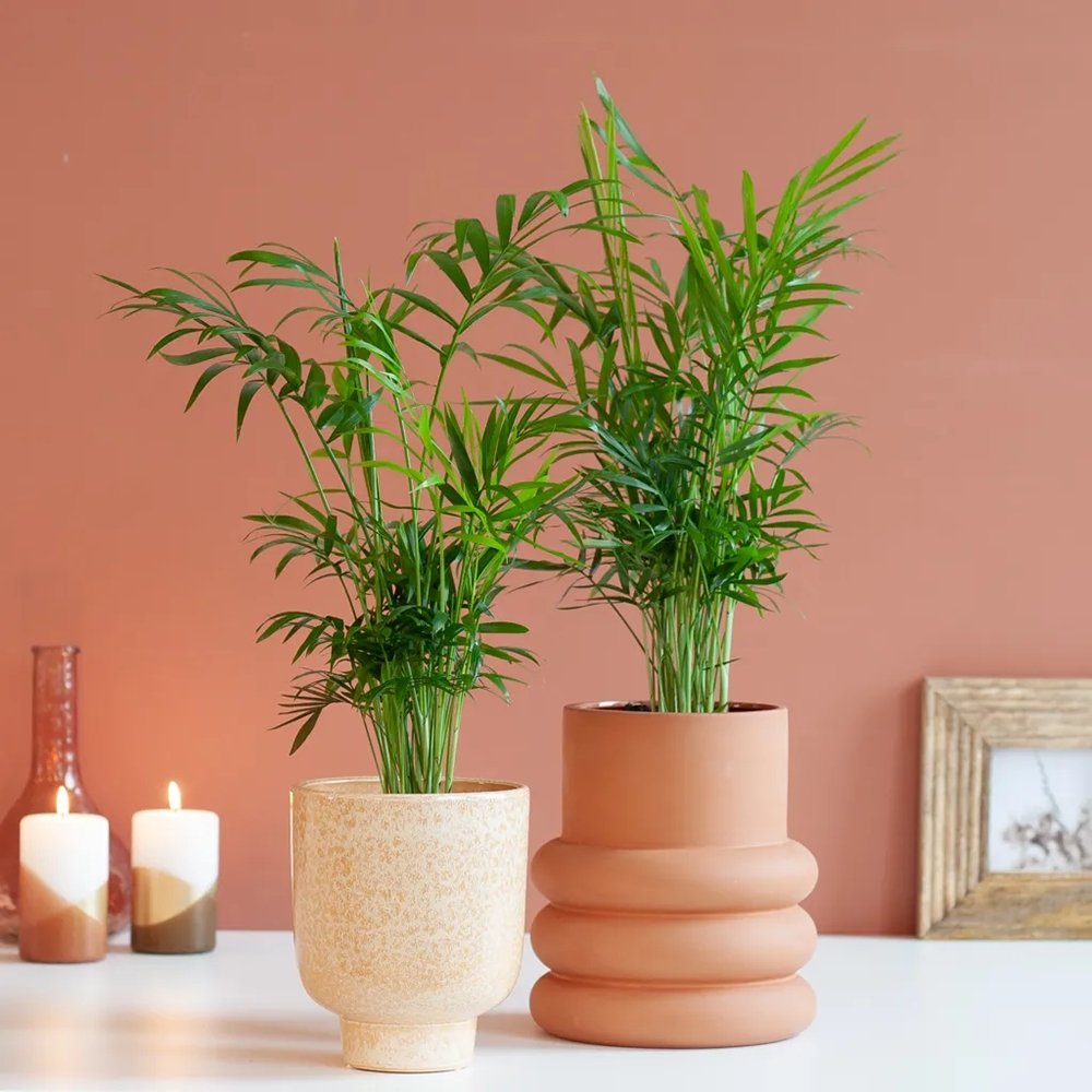 Palmier Pitic (Chamaedorea Elegans) - 100 cm