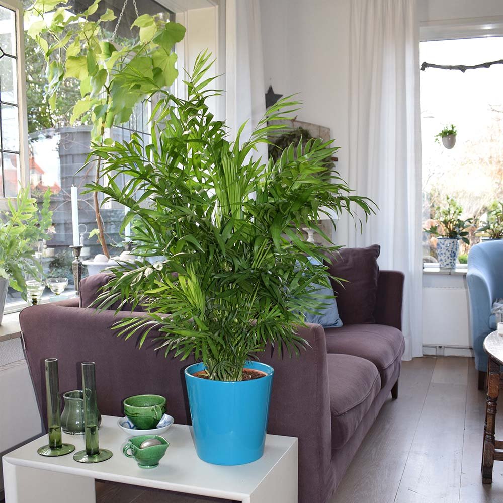 Palmier Pitic (Chamaedorea Elegans) - 100 cm