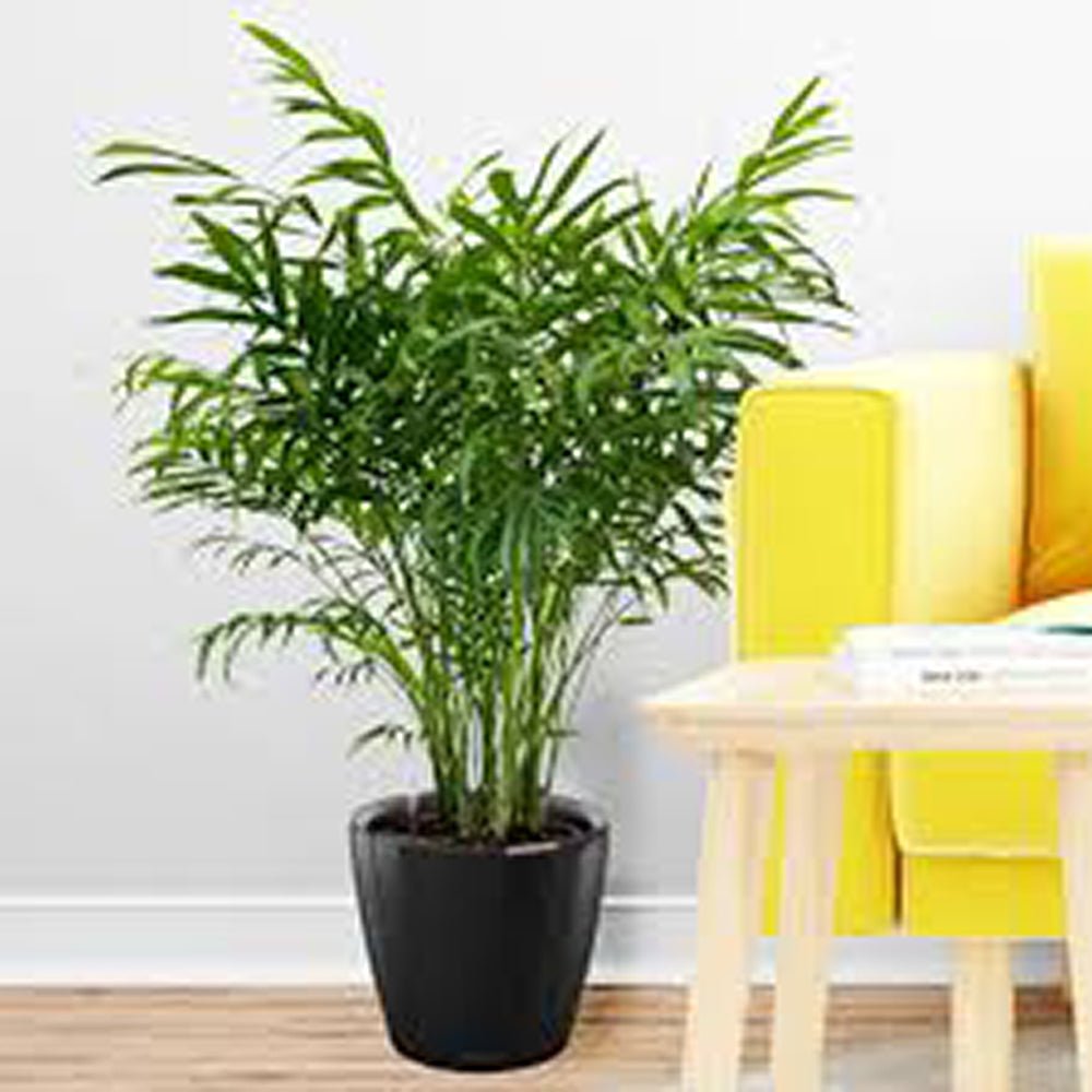 Palmier Pitic (Chamaedorea Elegans) - 100 cm