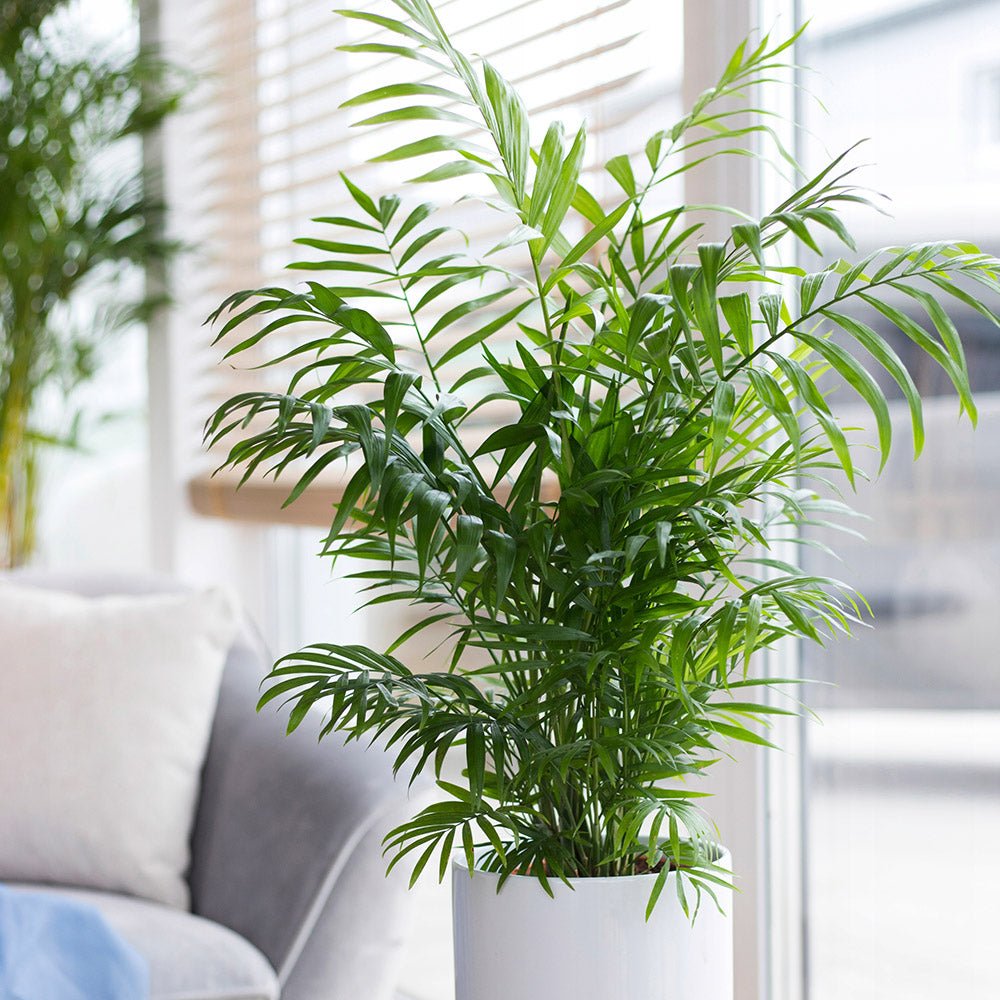 Palmier Pitic (Chamaedorea Elegans) - 100 cm