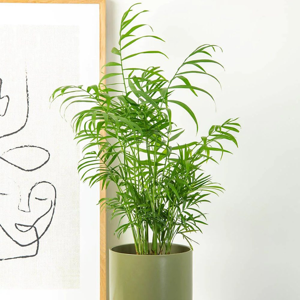 Palmier Pitic (Chamaedorea Elegans) - 100 cm