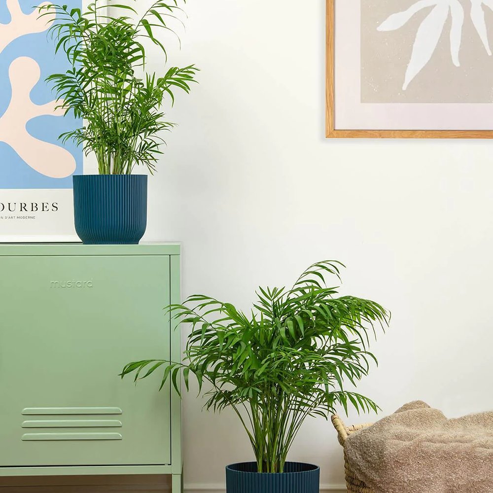 Palmier Pitic (Chamaedorea Elegans) - 120 cm