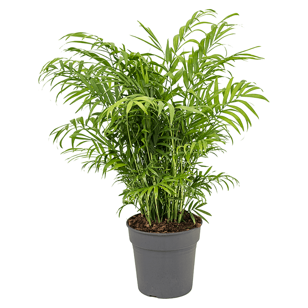 Palmier Pitic (Chamaedorea Elegans) - 65 cm
