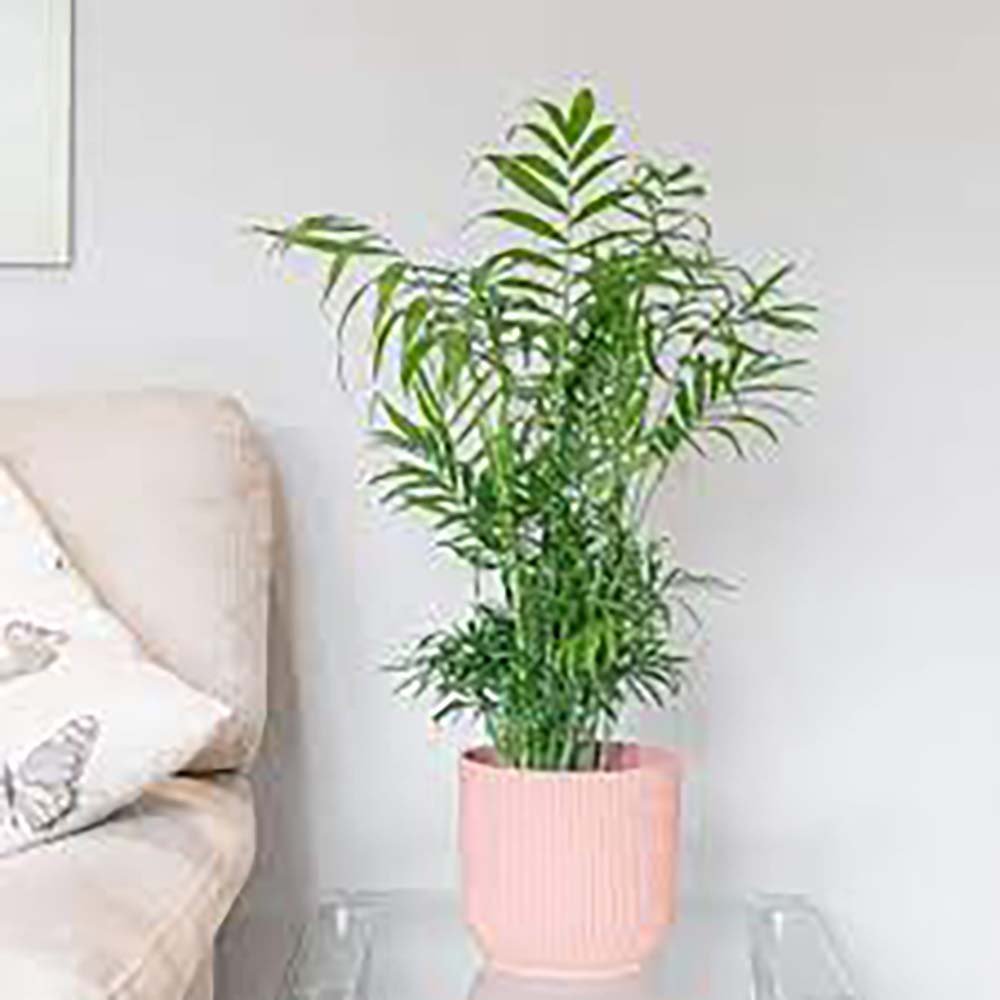 Palmier Pitic (Chamaedorea Elegans) - 80 cm