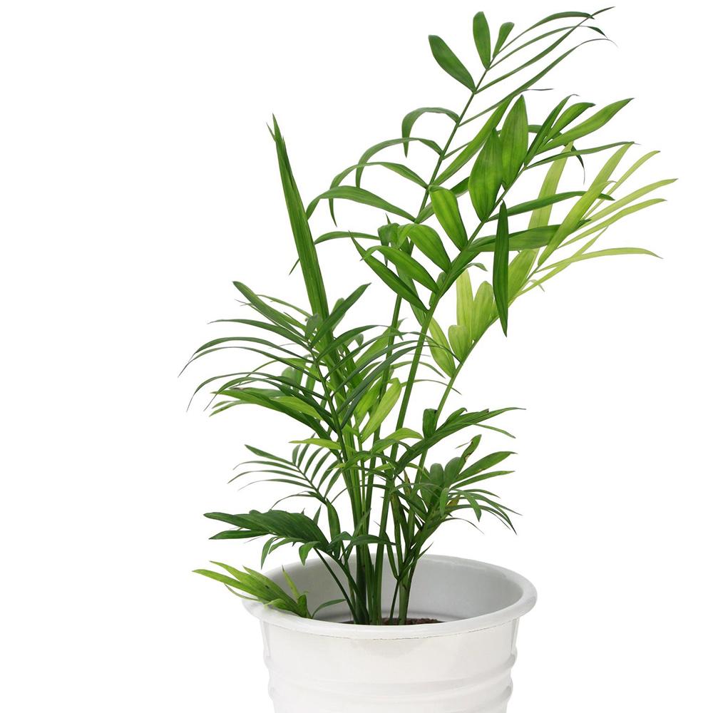 Palmier Pitic (Chamaedorea Sifrizii) - 100 cm