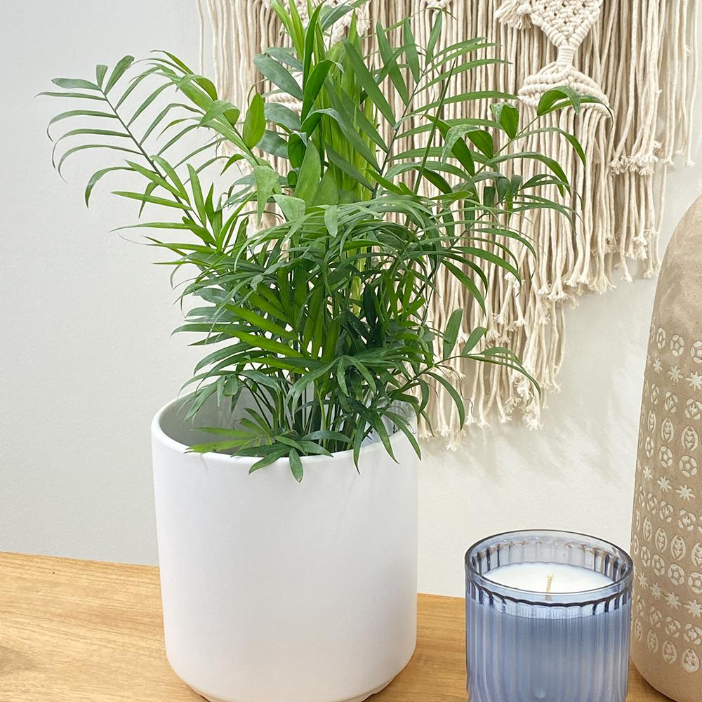 Palmier Pitic (Chamaedorea Sifrizii) - 100 cm