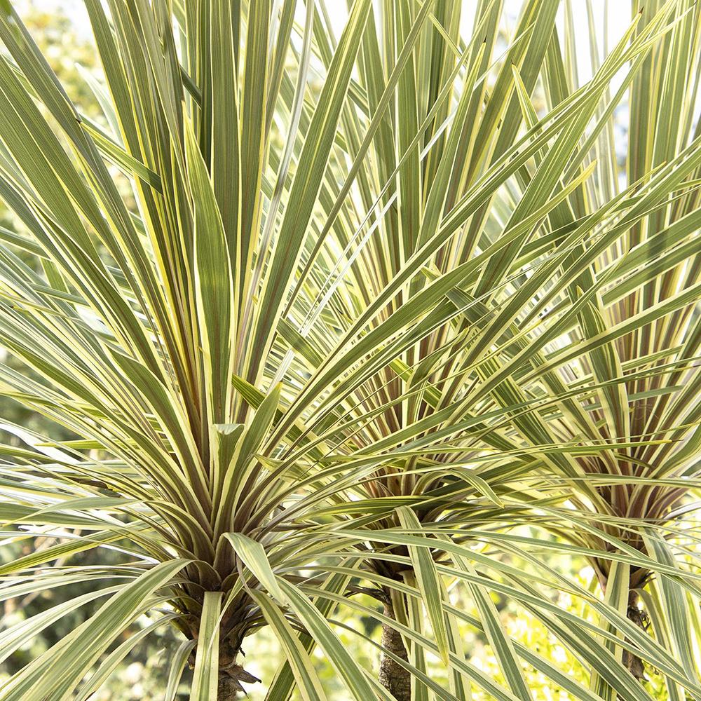 Palmier Pitic Dazzler - 135 cm