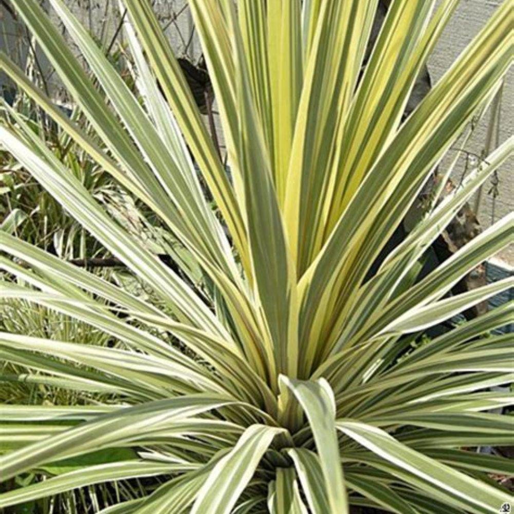 Palmier Pitic Dazzler - 135 cm