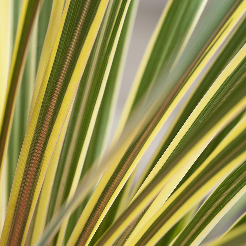 Palmier Pitic Dazzler - 135 cm