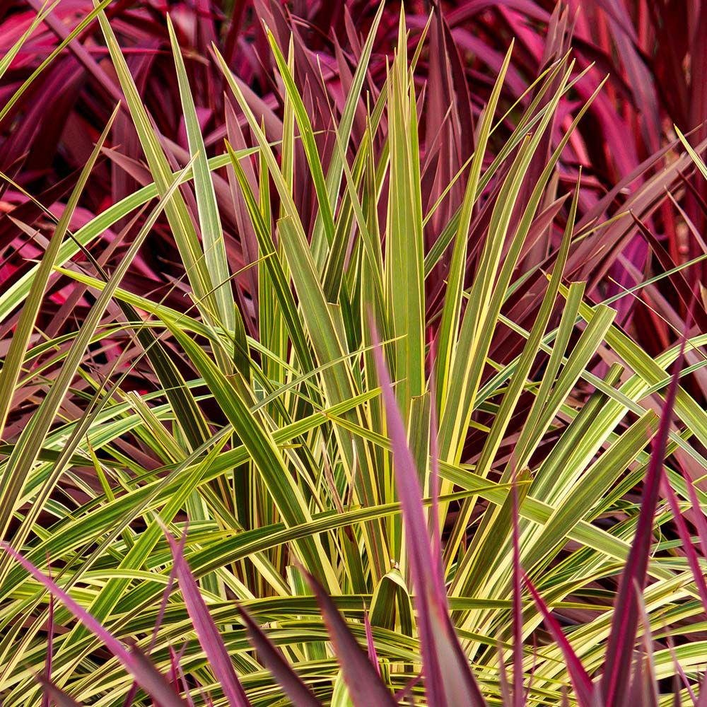 Palmier Pitic Dazzler - 135 cm