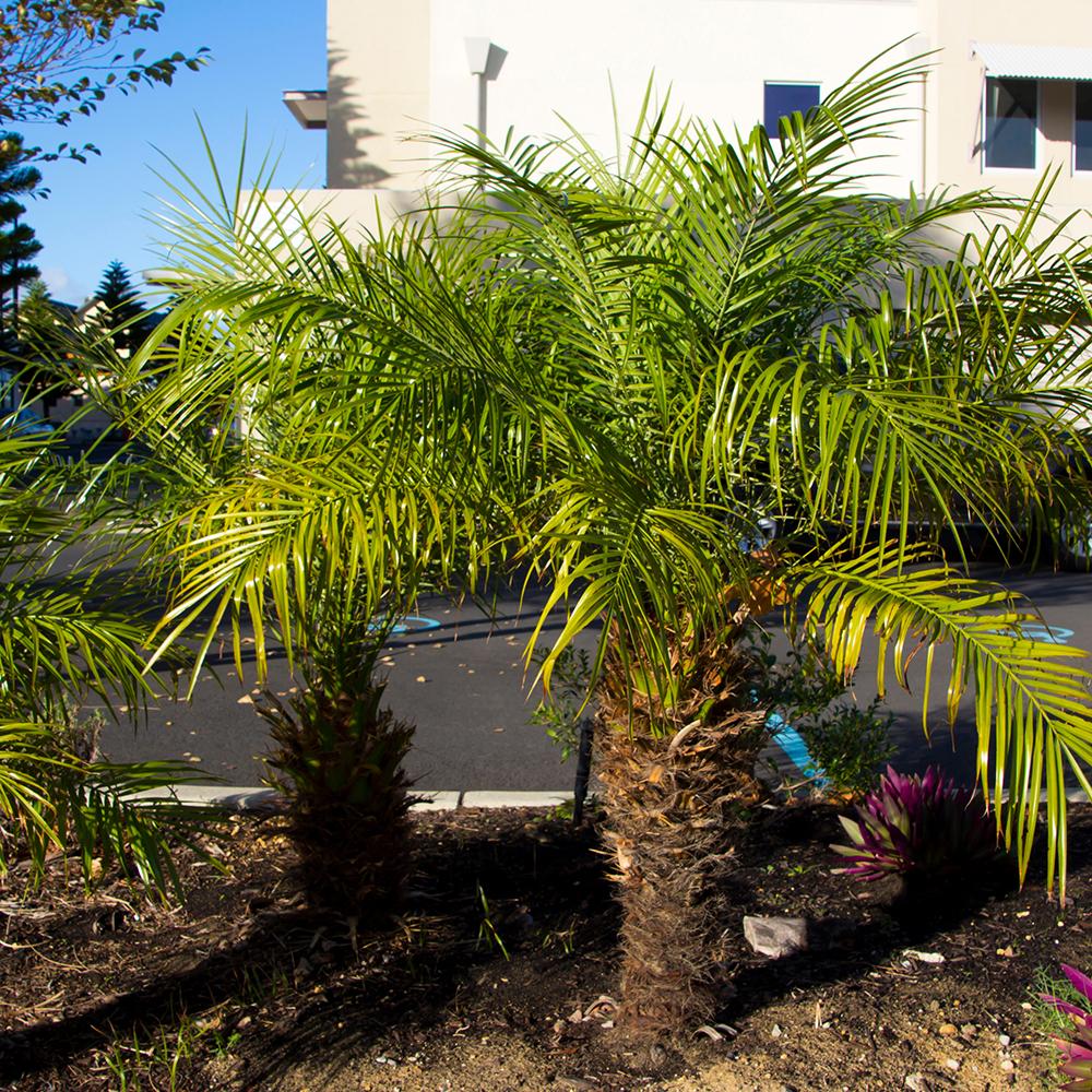 Palmier Pitic Pygmy - 175 cm