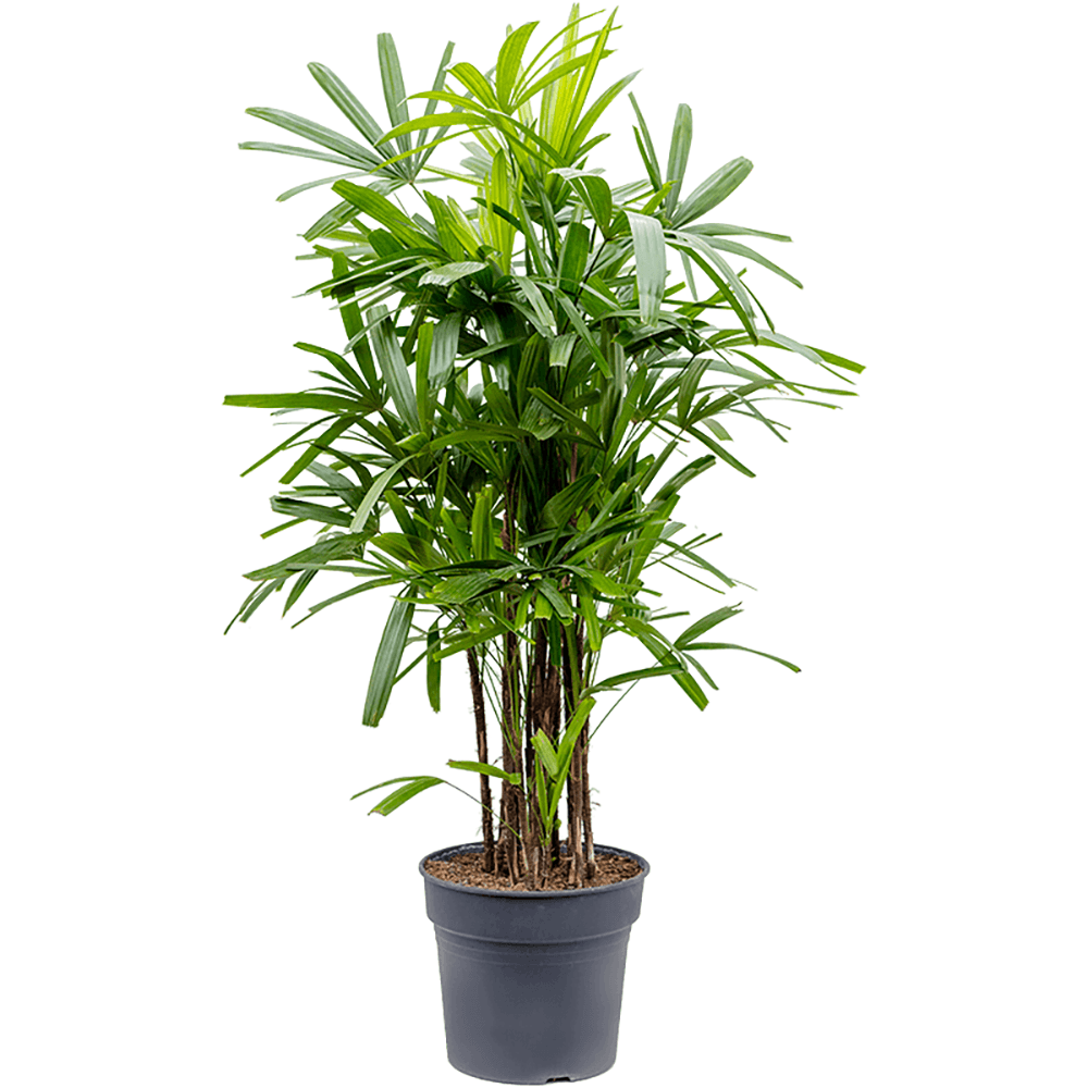Palmier Rhapis - 145 cm
