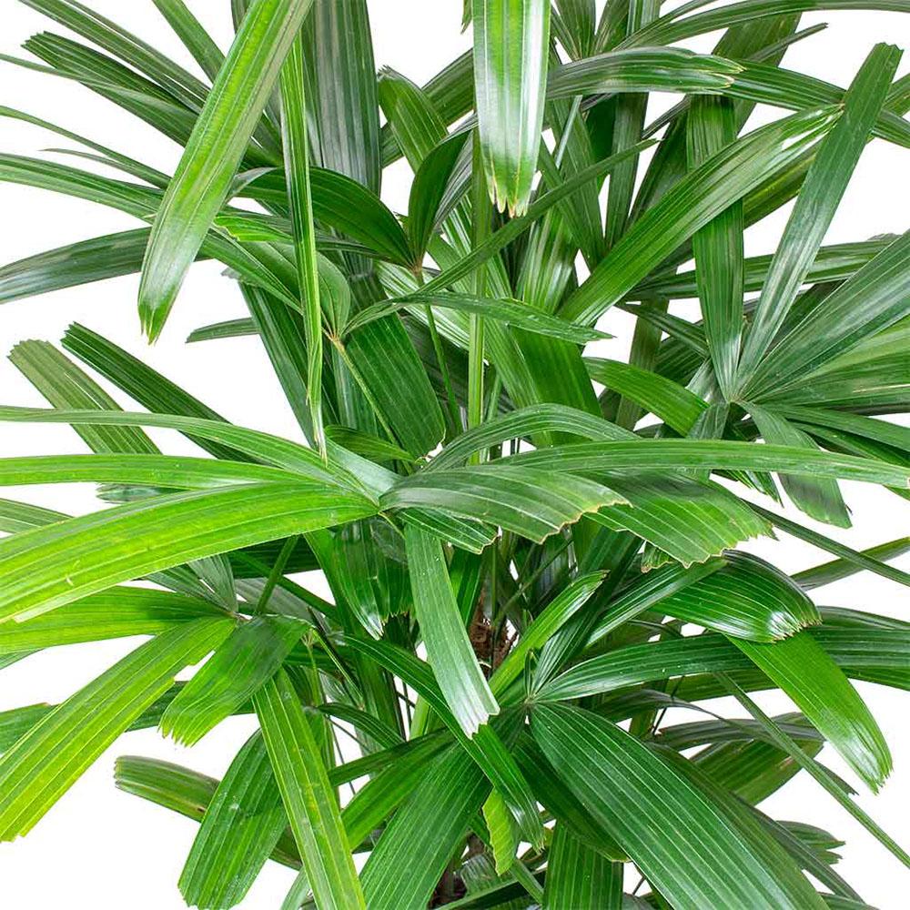 Palmier Rhapis - 145 cm