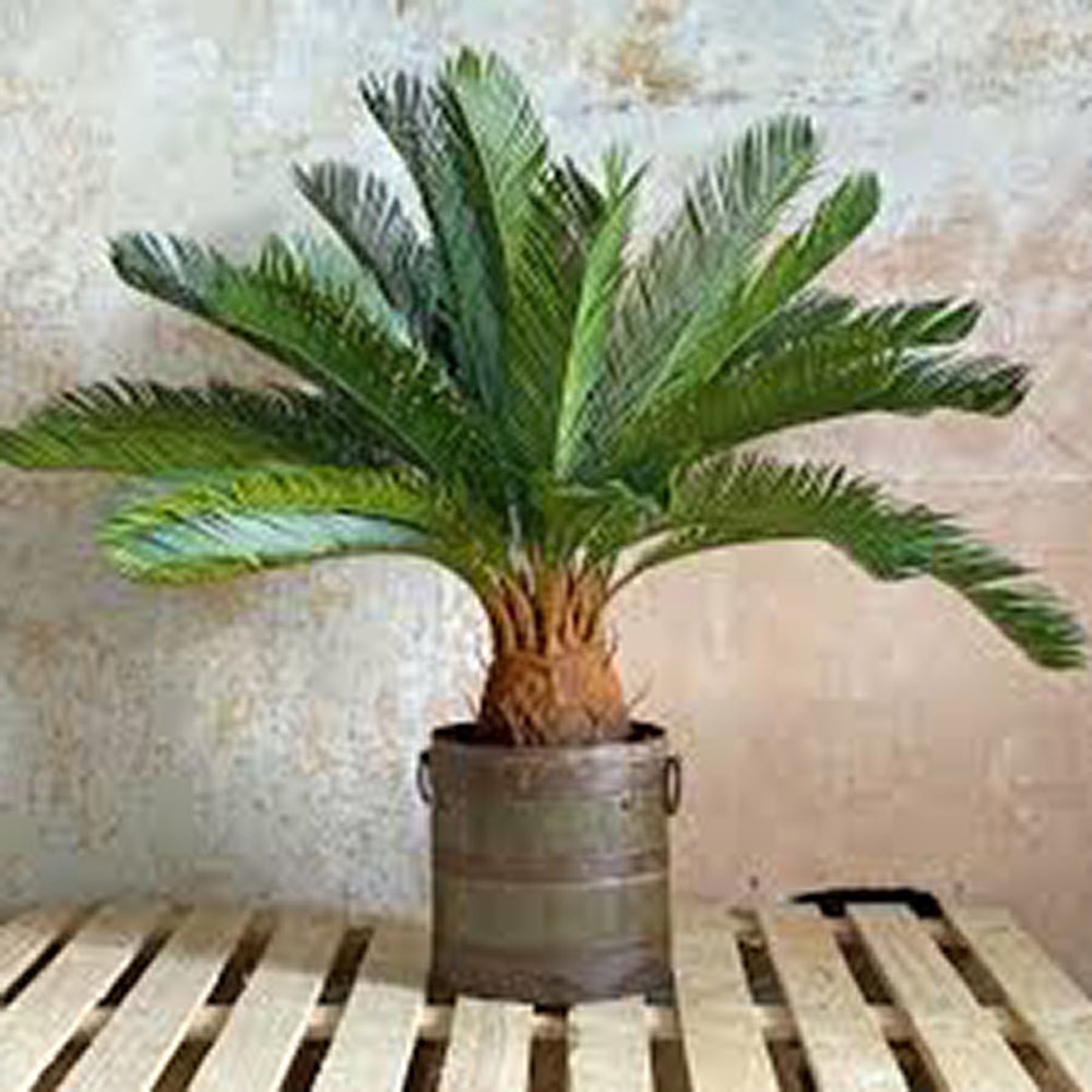 Palmier Sagotier Japonez Cycas Revoluta - 90 cm