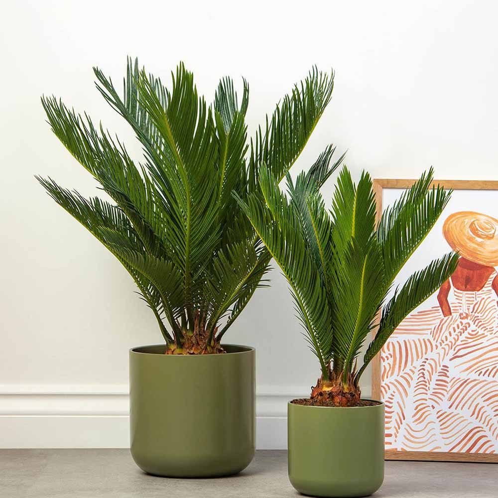 Palmier Sagotier Japonez Cycas Revoluta - 90 cm