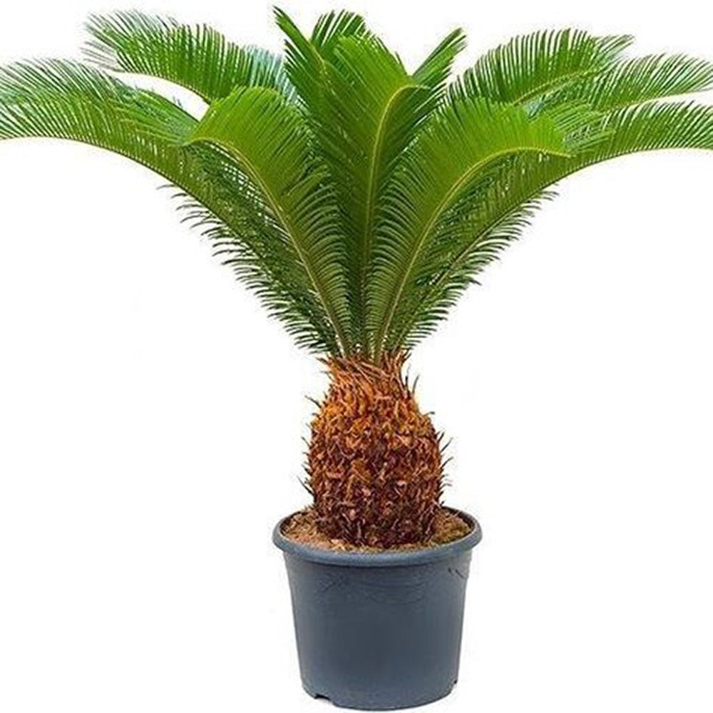 Palmier Sagotier Japonez Cycas Revoluta - 100 cm