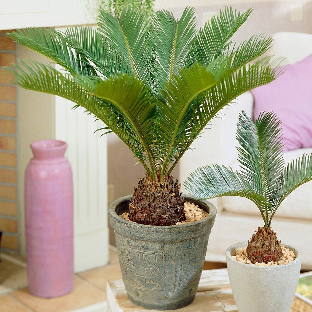 Palmier Sagotier Japonez Cycas Revoluta - 100 cm