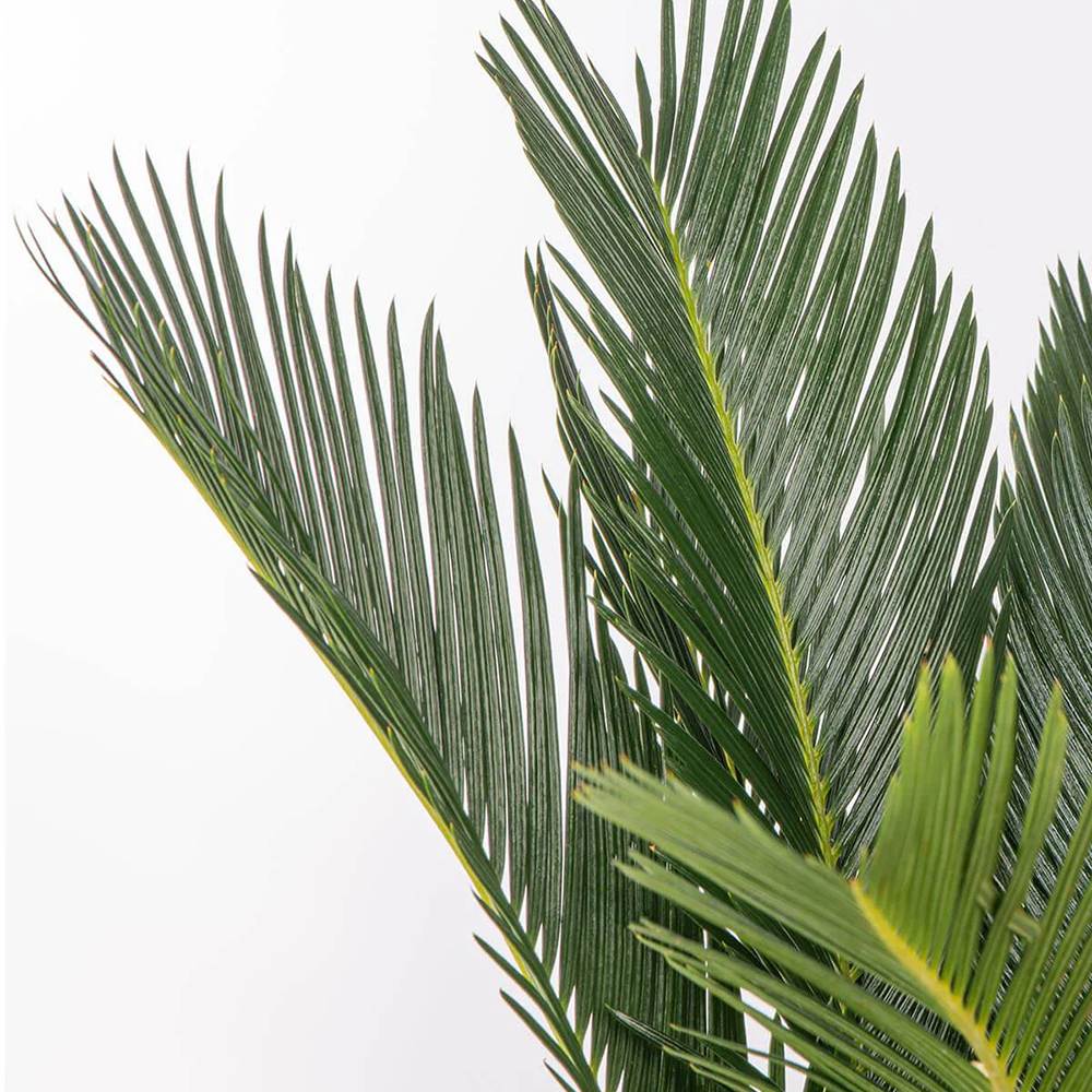 Palmier Sagotier Japonez Cycas Revoluta - 110 cm - VERDENA-90 cm inaltime, livrat in ghiveci de 5 l